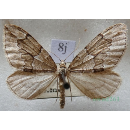 Thera juniperata (Linnaeus, 1758) Paśnik juniperata Czech8j